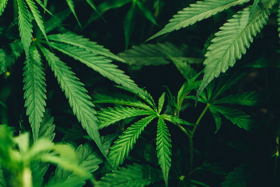 La JS Suisse se réjouit du OUI en commission à la légalisation du cannabis !